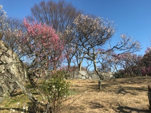 福岡城の梅
